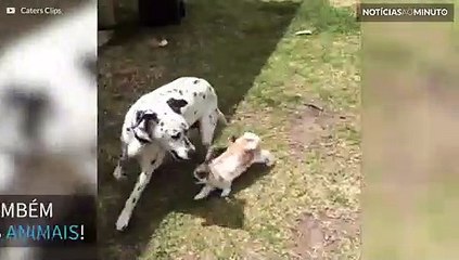 Fofinhos e saltitantes: este vídeo de coelhos vai deixar seu dia mais feliz
