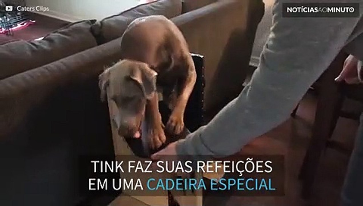 Cão usa cadeira especial para comer