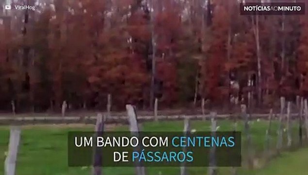 Centenas de pássaros invadem jardim em NY