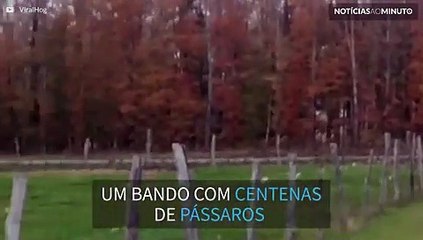Centenas de pássaros invadem jardim em NY