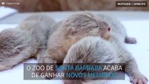 Filmagem mostra rara ninhada de lontras em zoo nos EUA