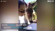 Jovem tenta dar aula para burro distraído