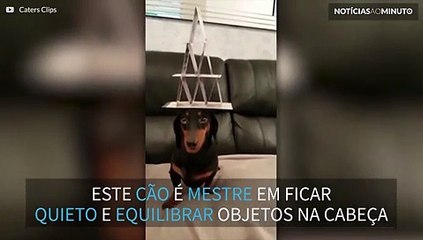 Cão tem habilidade  incrível de equilíbrio