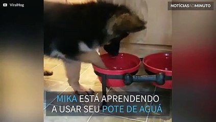 Filhote de pastor alemão tenta entrar em pote de água