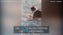 Cão e siri travam batalha cômica em praia no México