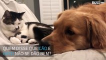 Cão e gato formam uma adorável amizade