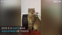 O gato mais assustado da internet