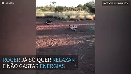 Roger: um velho canguru que só quer curtir a aposentadoria