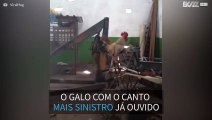 Este galo tem o canto mais bizarro que já se ouviu