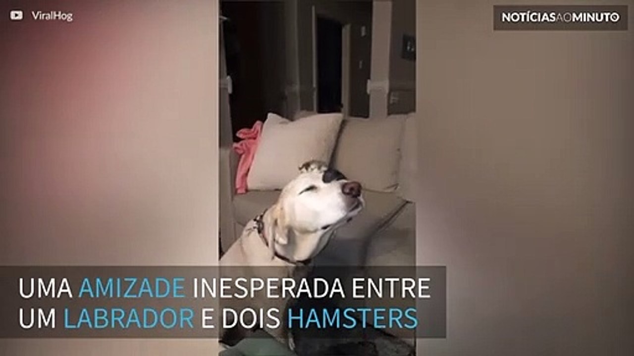 Labrador faz amizade inesperada com 2 hamsters