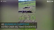 Mudanças climáticas: seca no norte do Brasil atinge animais