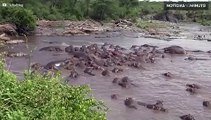 30 hipopótamos atacam um crocodilo