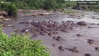 30 hipopótamos atacam um crocodilo