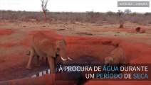 A longa jornada de elefantes africanos em busca de água