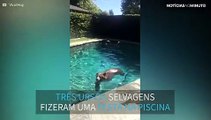 Família encontra três surpresas peludas na piscina