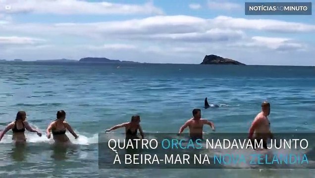 Banhistas fogem de quatro orcas que nadam à beira-mar