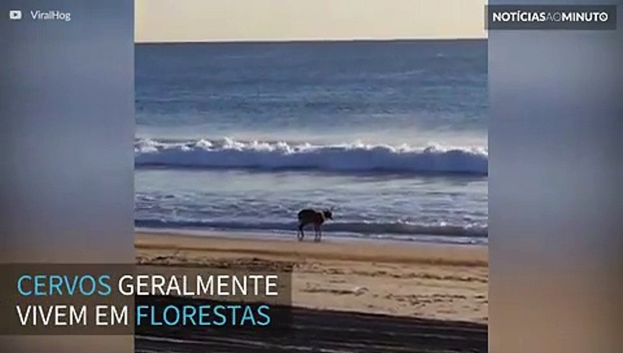 Cervo é filmado relaxando na praia