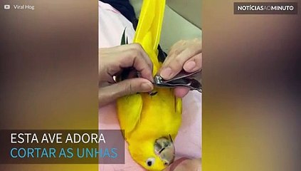 Inusitado! Passarinho adora cortar as unhas!