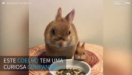 Coelhinho faz sua refeição ao lado de sua miniatura