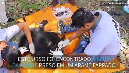 Urso preso em arame farpado é resgatado na Índia