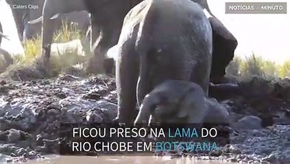 Filhote de elefante entra em pânico ao ficar preso na lama