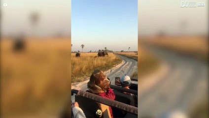 Elefante filhote leva o tombo mais fofo na areia