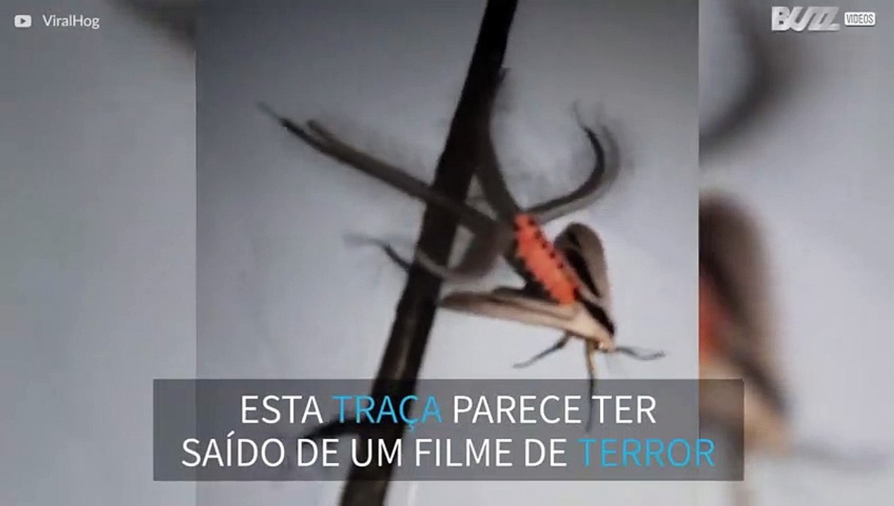 Na Indonésia as traças parecem aliens!