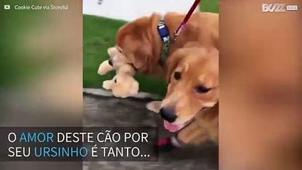 Golden Retriever não larga seu ursinho nem para passear!