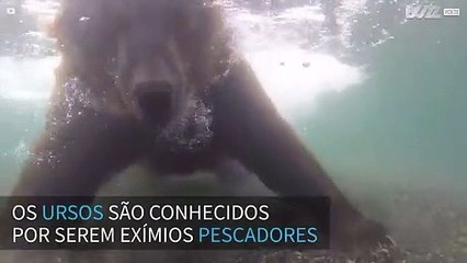 Urso captura salmão com as próprias patas