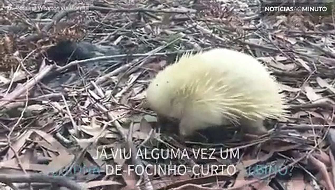 Raro mamífero albino é filmado em parque natural na Austrália