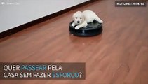 Filhote de labrador usa robô doméstico como meio de transporte