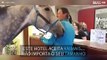 Já viu um cavalo fazendo check-in em um hotel?