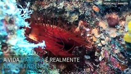 Impressionante molusco elétrico encontrado na Indonésia