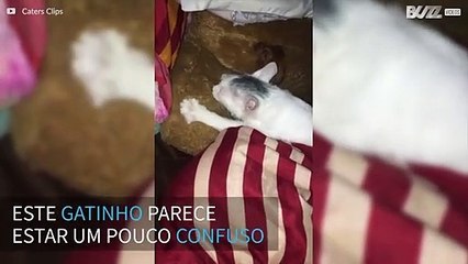Gato confunde almofada com sua mãe