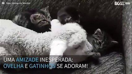 Filhote de ovelha e gatinhos formam uma amizade inesperada