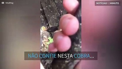 Cobra tenta enganar humano e se finge de morta