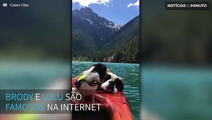 Cães relaxam em paisagem paradisíaca