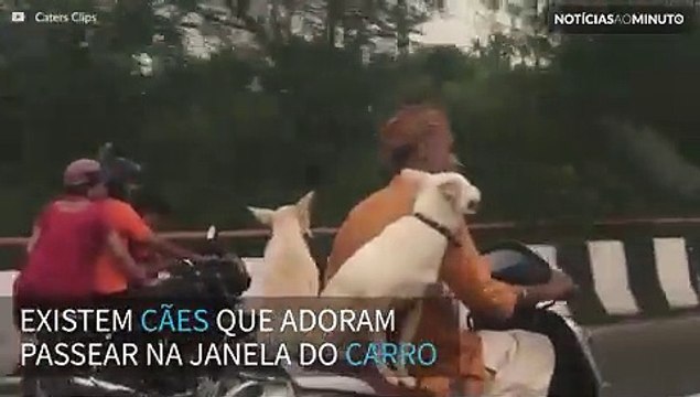 Cães passeiam de scooter com seu dono