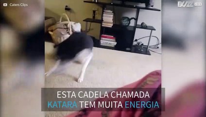 Cadela tem tanta energia que lhe amputaram uma perna!