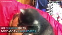 Para quê lavar o rosto quando se tem um guaxinim para o fazer?