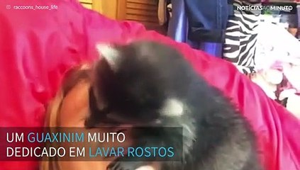 Para quê lavar o rosto quando se tem um guaxinim para o fazer?