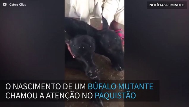Búfalo mutante com duas cabeças nasce no Paquistão