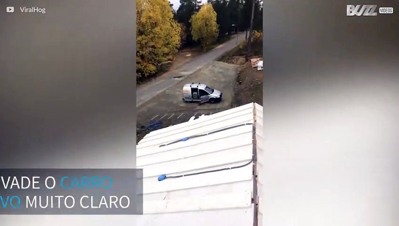 Raposa invade carro para roubar pizza