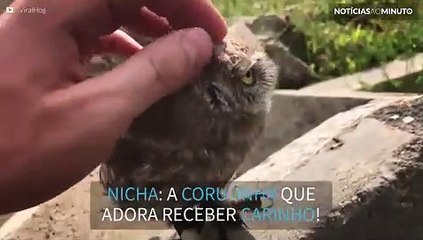 Esta coruja adora receber atenção!