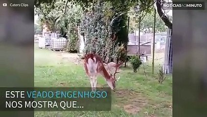 Veado usa chifres para pegar frutas em árvore