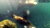 Leões marinhos são filmados latindo no México
