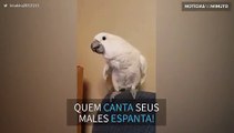 Esta cacatua canta e dança como gente