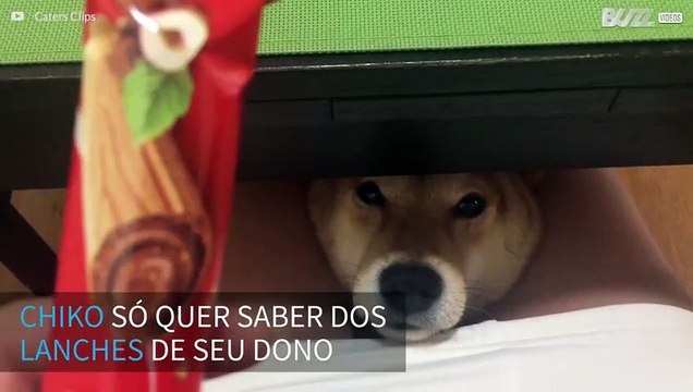 Cão implora por todos os lanches de seu dono!