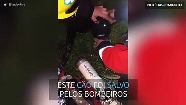 Cão resgatado por bombeiros de cozinha em chamas