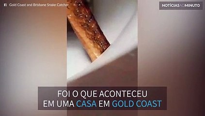 Cobra se esconde debaixo de assento de vaso sanitário na Austrália